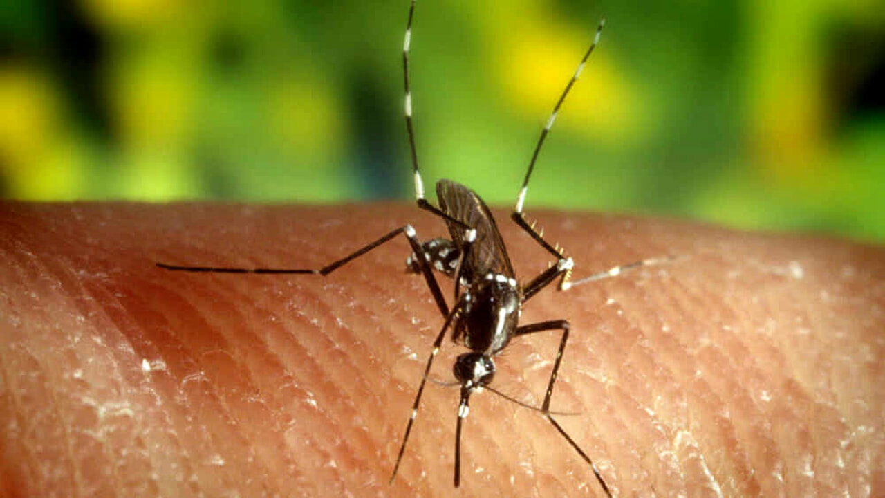 Arbovirosi (West Nile)