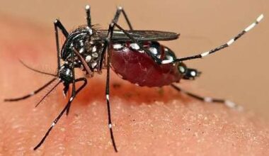 Chikungunya, tre nuovi casi in provincia: due a Carpi