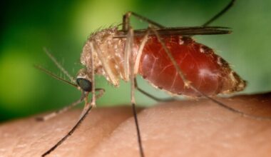 West Nile, le morti salgono a 20 e i casi sono almeno 178 - Cronaca