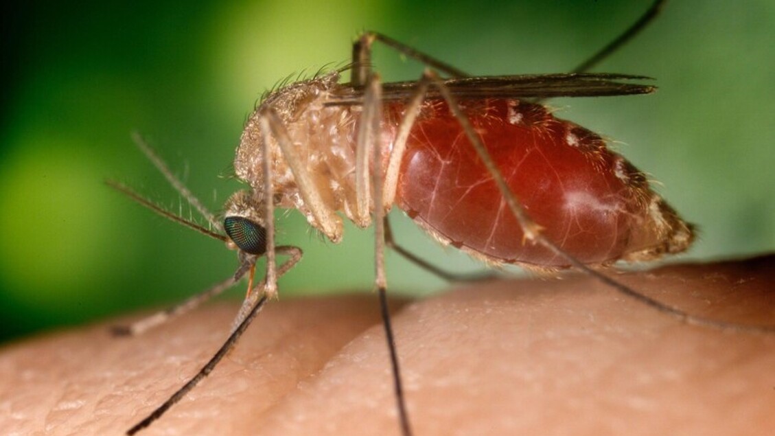 West Nile, le morti salgono a 20 e i casi sono almeno 178 - Cronaca