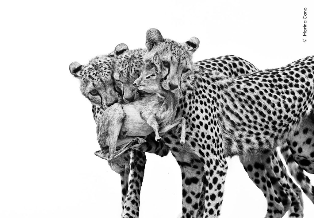 Marina Cano, Wildlife Photographer of the Year