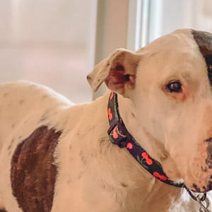 Dopo 10 anni in canile, una vacanza premio a cinque stelle cambia per sempre la vita del cane Thor