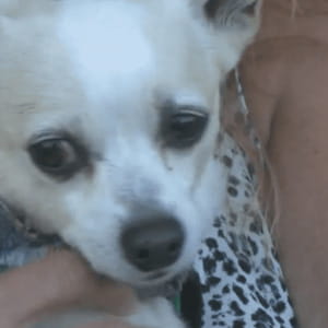 Rapito dopo la morte del proprietario, il cane Dinky è stato riunito alla famiglia dopo 4 mesi