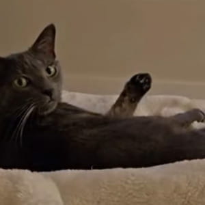 Lo imita mentre si sta leccando, la reazione del gatto Gucci è la meno prevedibile