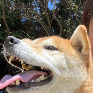 Vende la Ferrari per aprire un rifugio per cani traumatizzati dopo che uno di loro gli ha salvato la vita