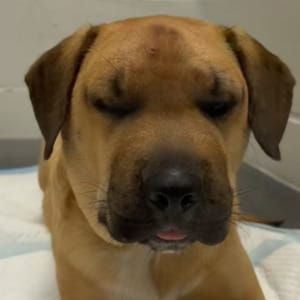 Dodge, il cane eroe che ha salvato la vita del suo umano da un serpente a sonagli