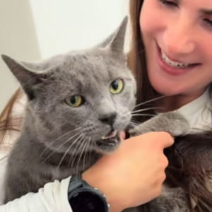Il gatto Lucky Chance è stato investito e si temeva il peggio, poi succede una cosa incredibile
