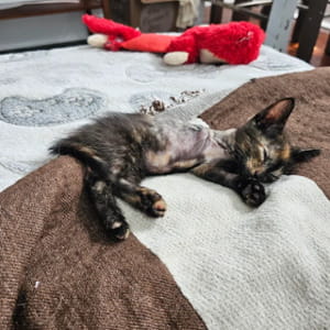 Pensavano fosse morto, ma questo gatto ha sorpreso tutti e cambiato vita grazie ai raggi X
