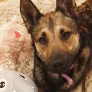 La storia di Karma, il cane abbandonato due volte e salvato da chi gli ha dato una vita speciale