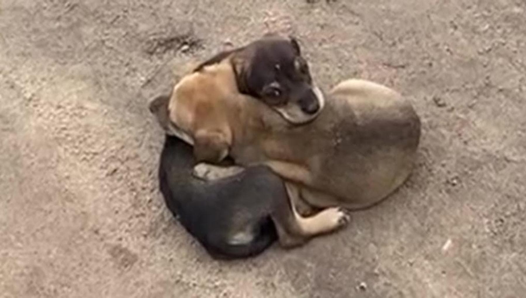 Una strada presa per caso e il tenero abbraccio di due cani che non hanno null’altro da perdere