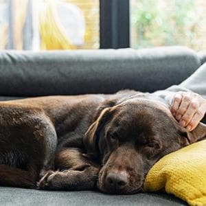 Una moglie distrutta dal dolore del lutto: a salvarla non è stato un uomo, ma il suo cane Tino