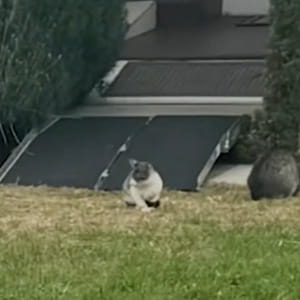 Gatti come “zombie” a Los Angeles: “I randagi graffiano le porte di notte e si comportano strano”