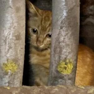 Rimane pietrificato per il trattamento riservato al gatto: “Per salvarlo ho strisciato per un’ora"