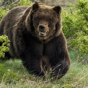 Investita un’orsa in Trentino, è polemica sulla sicurezza stradale per la fauna: “Serve prevenzione”