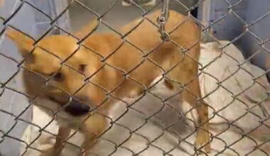 L’ansia del cane Iris: non riusciva mai a stare fermo nel box, ma ora qualcosa è cambiato