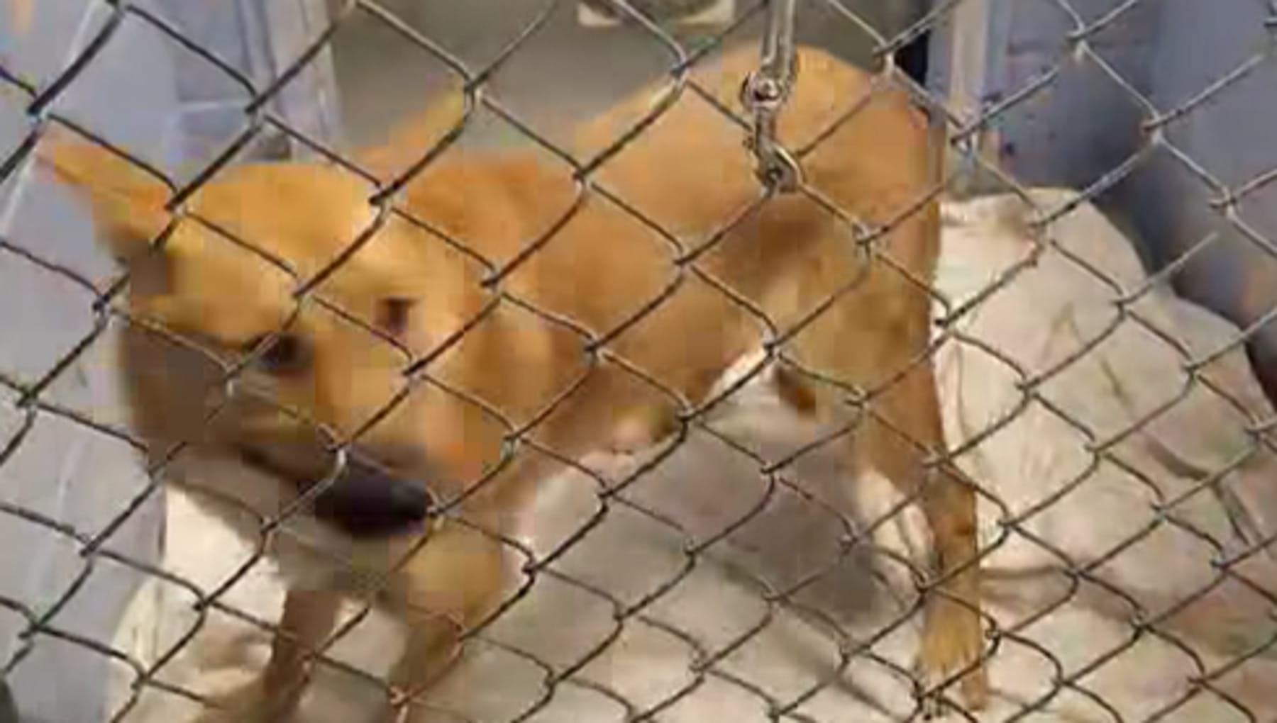 L’ansia del cane Iris: non riusciva mai a stare fermo nel box, ma ora qualcosa è cambiato