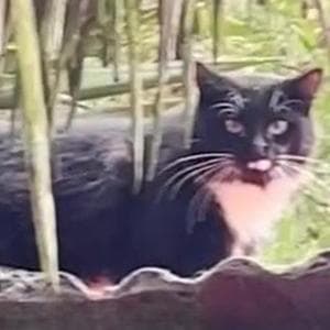 Il gatto Domino ha bussato al cuore di un uomo e gli ha fatto cambiare la vita di tanti altri come lui