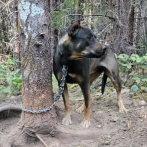 Il lamento costante del cane Eve e il salvataggio da una condanna a morte nel bosco in fiamme
