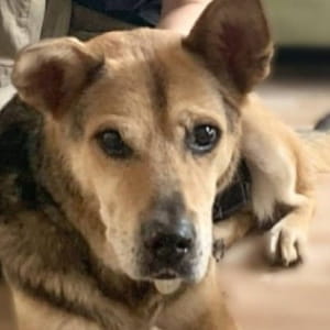 Il lieto fine inaspettato di Barley, il cane anziano che nessun voleva adottare