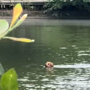 Il cane Milo si tuffa nello stagno per inseguire delle anatre, poi il finale che nessuno si aspettava