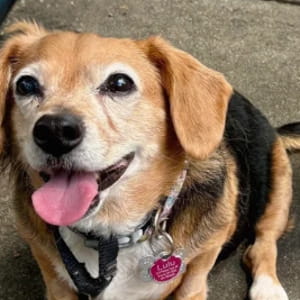 Adottano il cane Lulu e lo sottopongono al test del Dna “per curiosità”, poi il colpo di scena