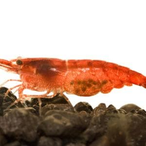 Gamberetti radioattivi ritirati dal mercato, come ci è finito il Cesio 137 nei frutti di mare?