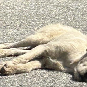 Quattro cani rimangono immobili sull’asfalto rovente, aspettando il ritorno di chi li ha abbandonati