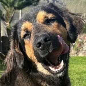 La promessa mantenuta a Paddigton, il cane randagio in Perù vive felice in Inghilterra