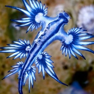 Blue Dragon, la mortale lumaca di mare che risucchia il veleno delle sue vittime per usarlo contro l'uomo