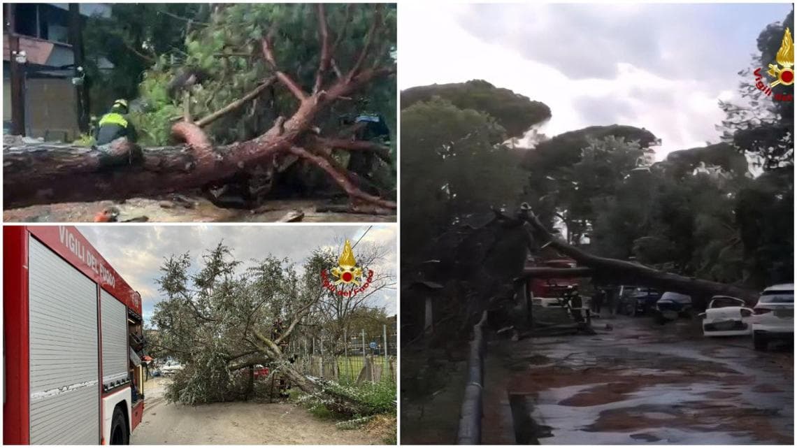 Interventi dei vigili del fuoco per alberi caduti nel Ravennate e nel Cesenate