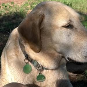 Dozer non sarà abbattuto: il cane ritenuto “pericoloso” resta in vita, ma ancora lontano dalla sua famiglia