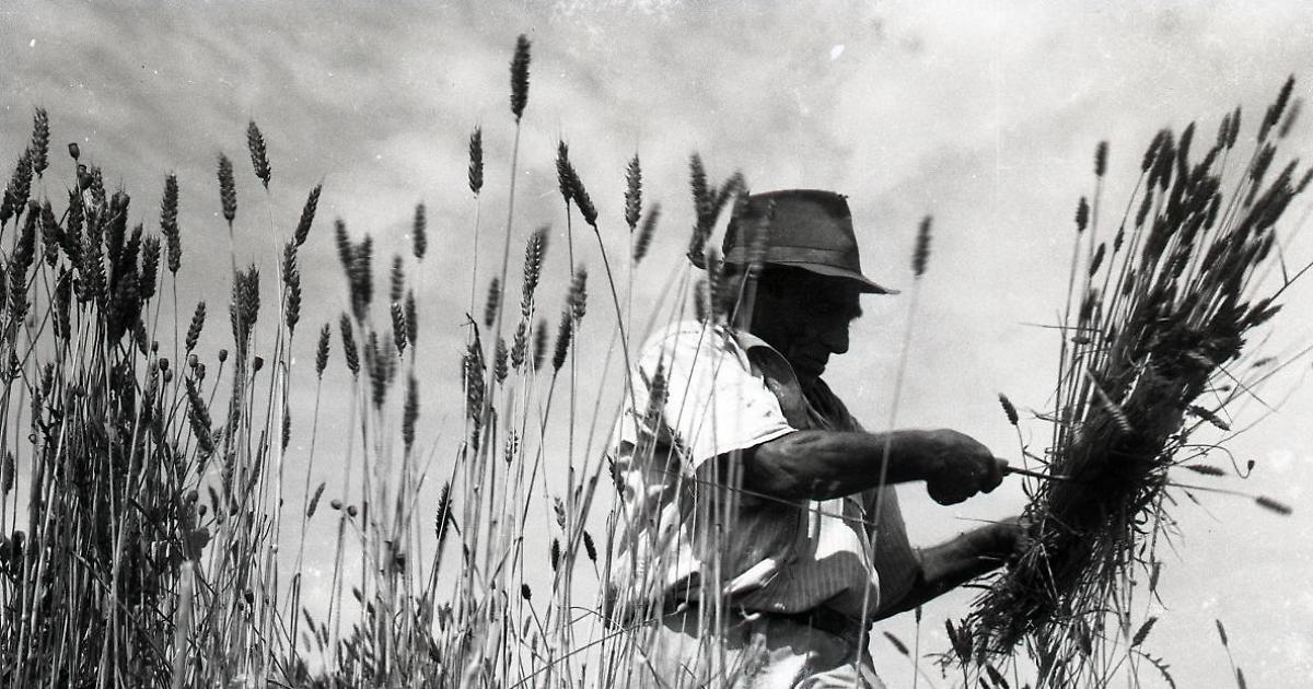 Docufilm su Morandi, fotografo dei ‘paisan’ - Foto 1 di 6