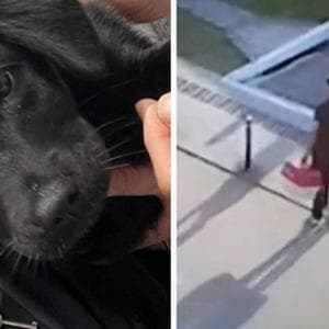 Non può imbarcare il cane in aereo e lo lascia nel parcheggio. L’animale adottato da un dipendente dell’aeroporto