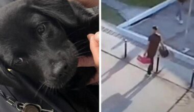 Non può imbarcare il cane in aereo e lo lascia nel parcheggio. L’animale adottato da un dipendente dell'aeroporto