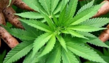 Usa, Trump pensa ad allentare stretta sulla marijuana