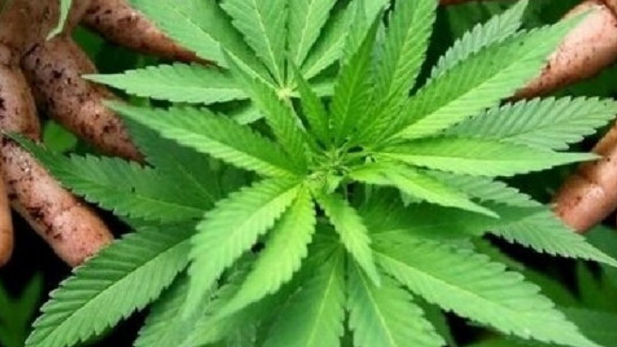 Usa, Trump pensa ad allentare stretta sulla marijuana
