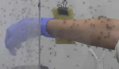 West Nile, quarta vittima nel Lazio: morta donna 93enne - Sky TG24