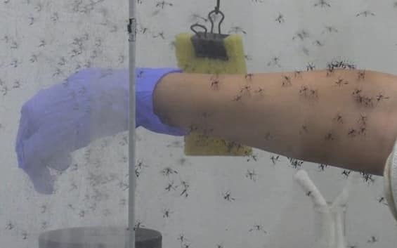 West Nile, quarta vittima nel Lazio: morta donna 93enne - Sky TG24