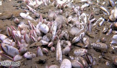 Distese di vermi e molluschi: la sorpresa della vita estrema negli abissi