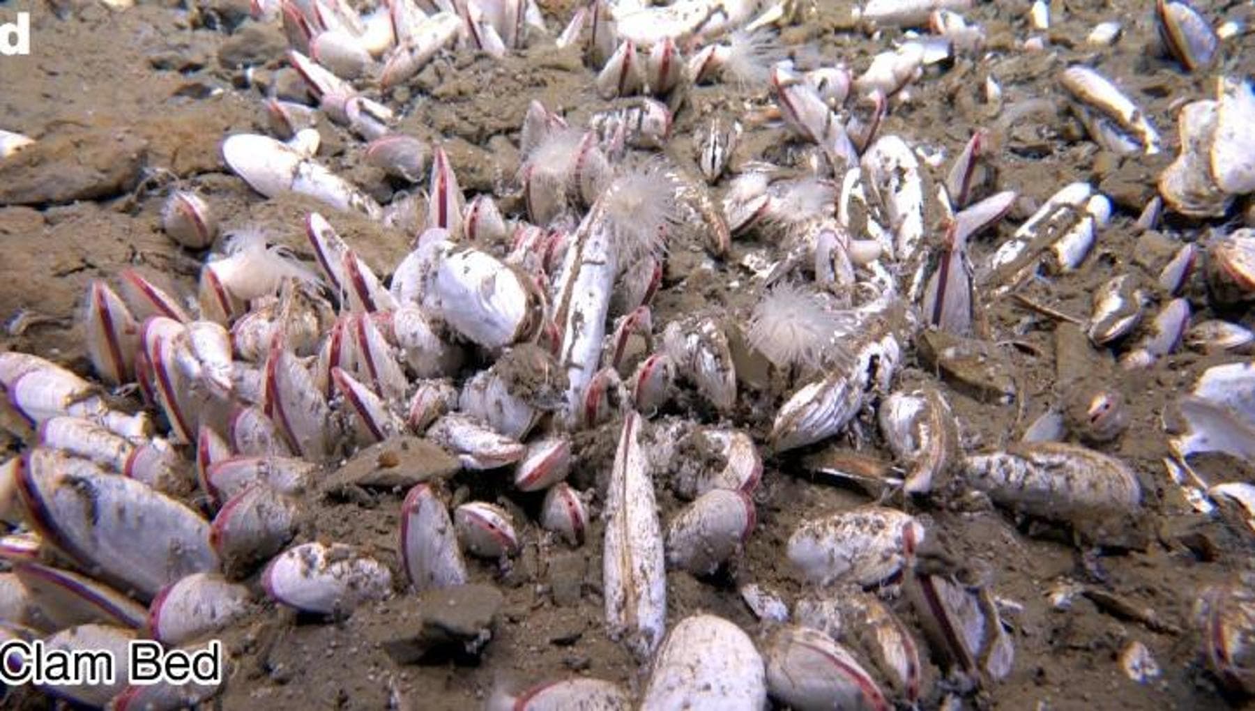 Distese di vermi e molluschi: la sorpresa della vita estrema negli abissi