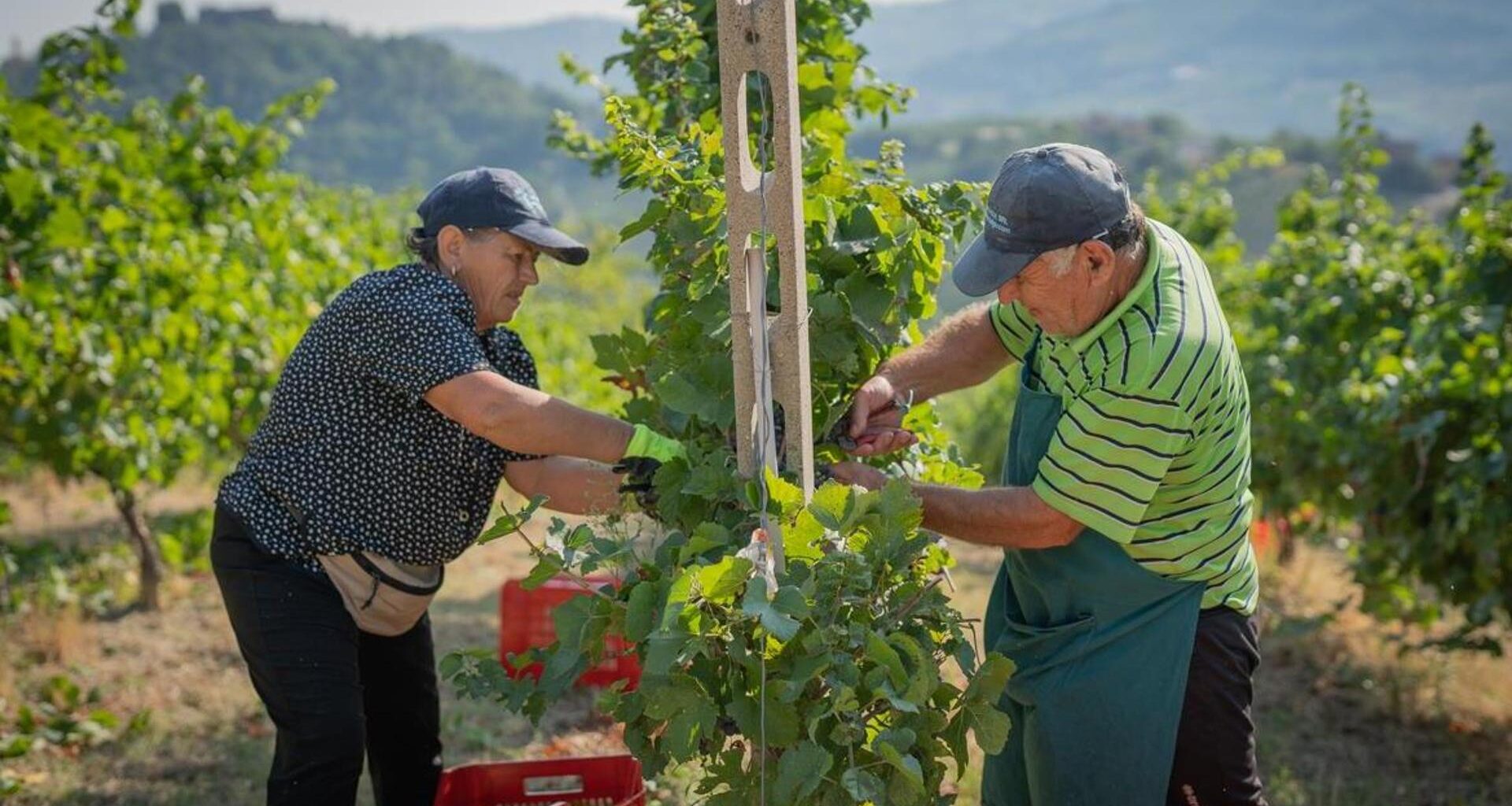 Terre d’Oltrepo, i soci non portano l’uva: conferiti soltanto 250 quintali