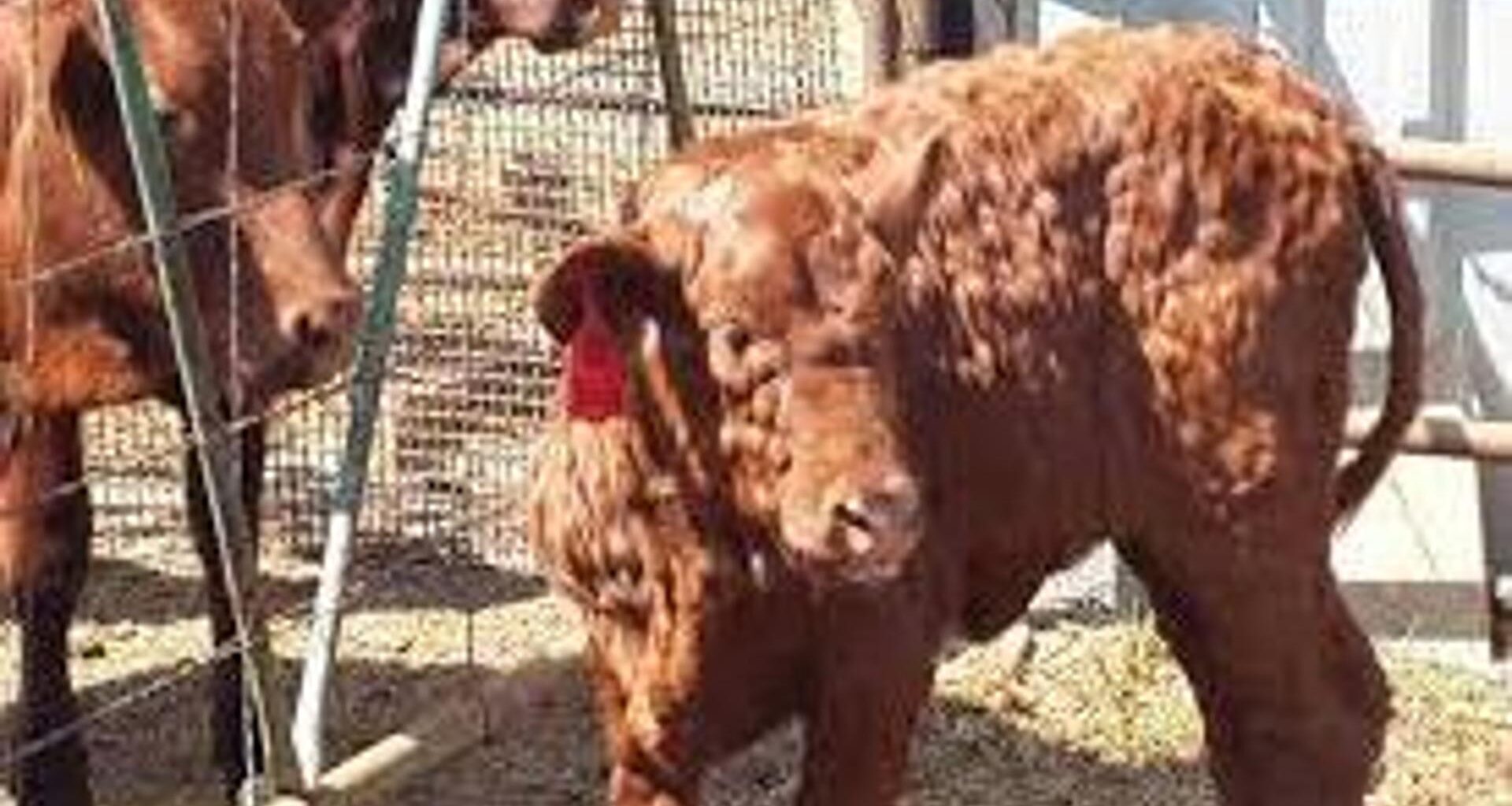 “Preoccupazione per i vaccini”, spuntano i no-vax della dermatite bovina appoggiati da FdI e Lega