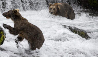 La natura inospitale e feroce dell'Alaska di Herzog. Con gli orsi. Un monito