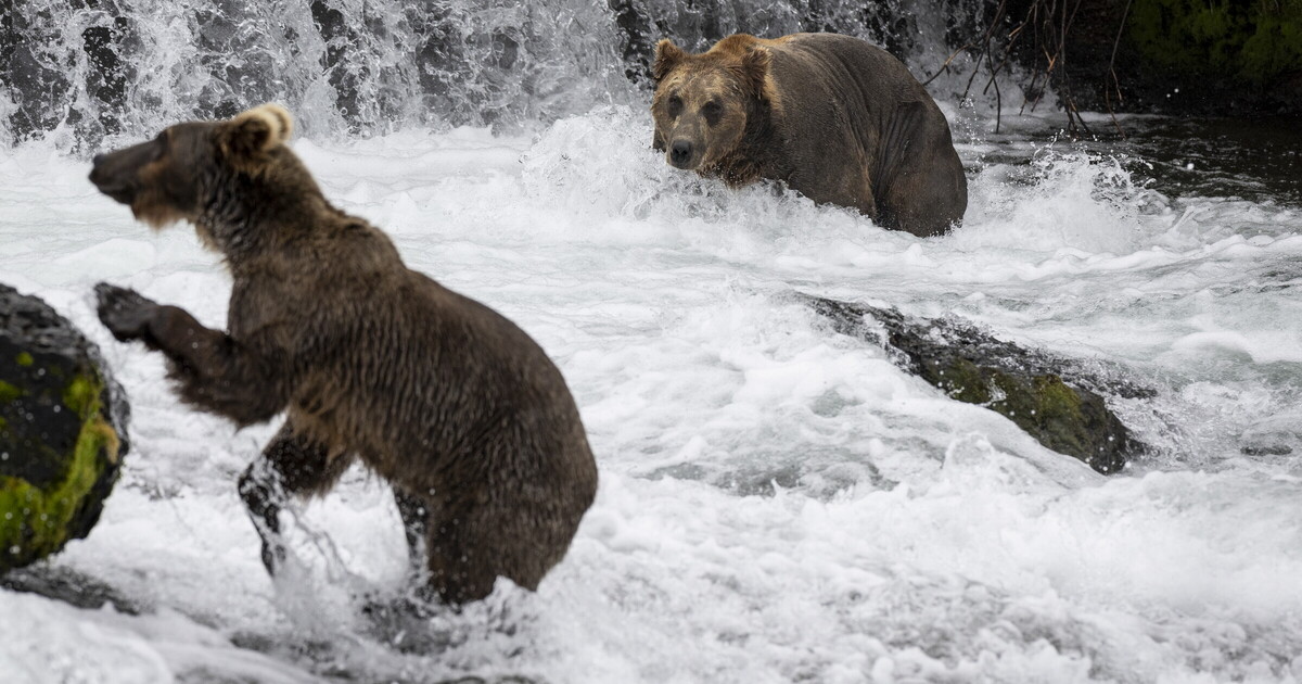 La natura inospitale e feroce dell'Alaska di Herzog. Con gli orsi. Un monito