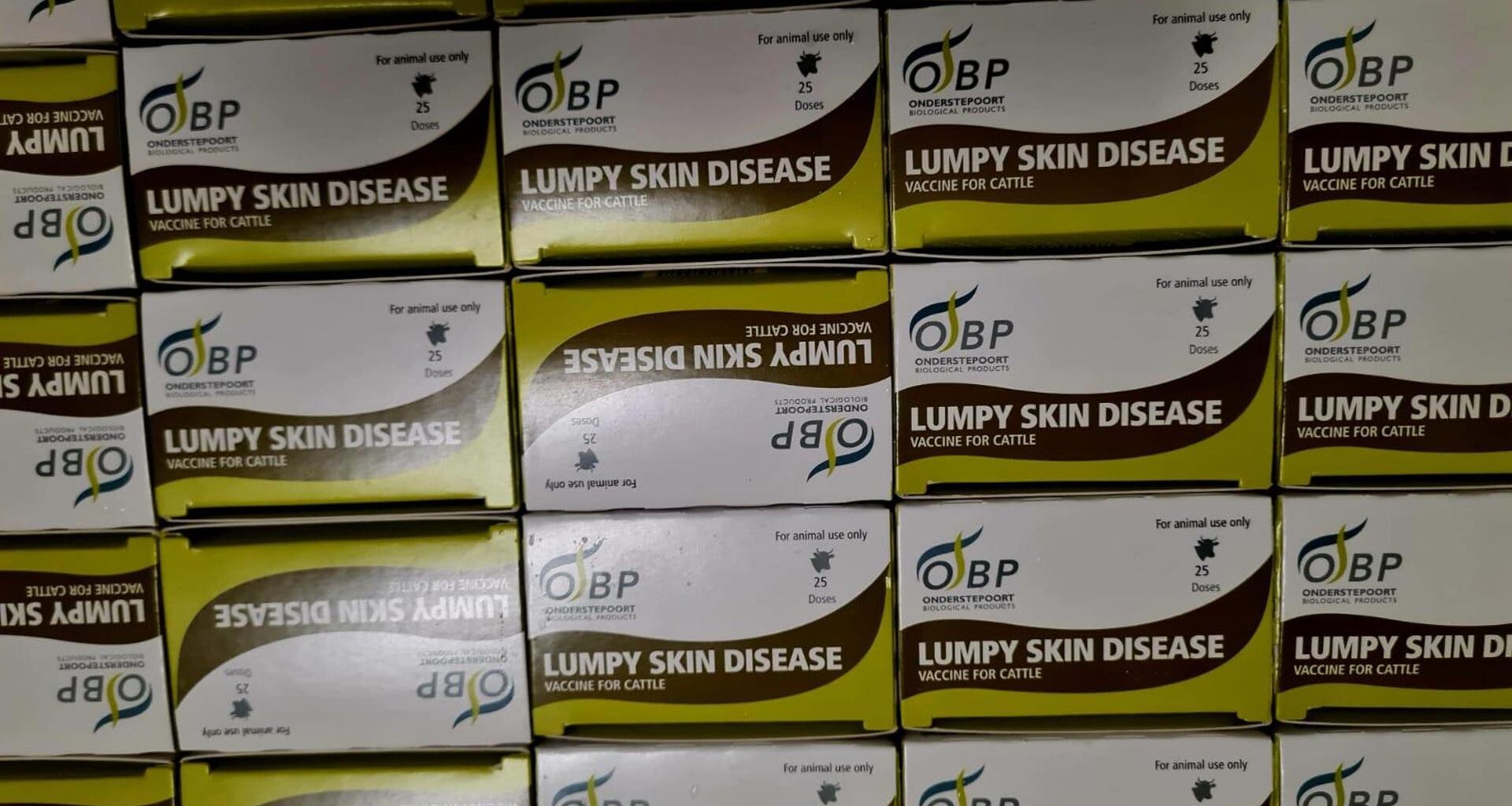 Corre la vaccinazione contro la dermatite bovina: 4.820 dosi somministrate, 9 mila entro Ferragosto