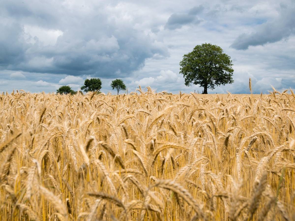 La studiosa: "Azoto, fosforo e potassio sono il sale essenziale della Terra"