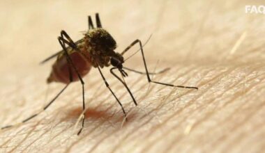 West Nile, 80enne muore ad Aprilia, 8ª vittima nel Lazio. Primo caso a Trento, un altro nel Biellese