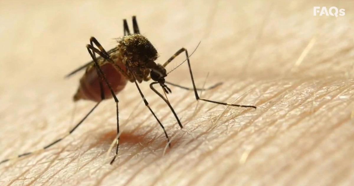 West Nile, 80enne muore ad Aprilia, 8ª vittima nel Lazio. Primo caso a Trento, un altro nel Biellese