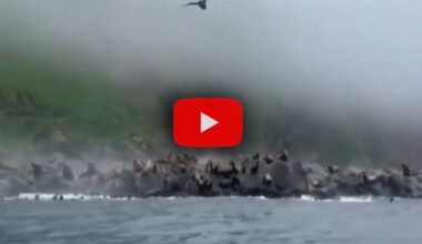 centinaia di leoni marini si gettano in mare spaventati, il Video