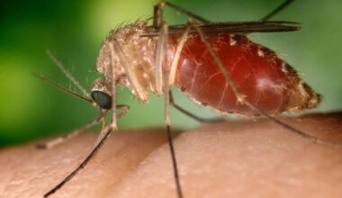 Sesta vittima per West Nile nel Lazio, donna di 83 anni - Salute e Benessere